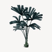 Mangrove fan palm, vintage tree illustration