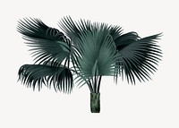 Palm tree drawing, tropical plant illustration