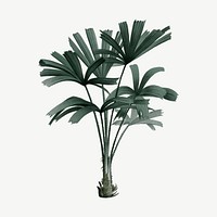 Mangrove fan palm, vintage plant drawing clipart psd