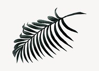 Palm leaf drawing, tropical plant illustration