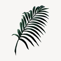 Vintage palm leaf drawing