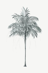 Palm tree drawing, tropical clipart psd