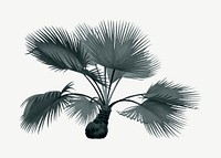 Vintage palm tree clipart psd