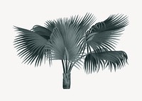 Palm tree drawing, tropical plant illustration