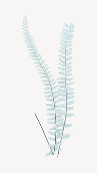 Vintage fern leaf illustration