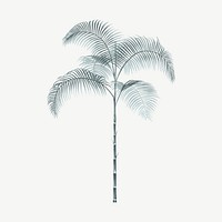 Palm tree drawing, tropical clipart psd