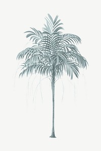 Vintage palm tree clipart psd