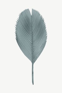 Vintage palm leaf clipart psd