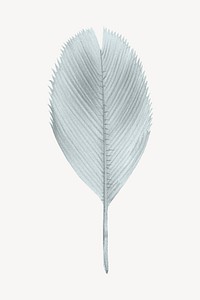 Palm leaf drawing, tropical plant illustration