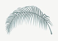 Palm leaf drawing, vintage plant clipart psd