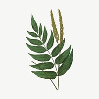 Vintage fern leaf clipart psd