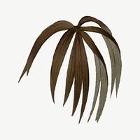 Vintage palm leaf clipart psd