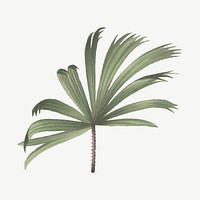 Mangrove fan palm leaf drawing, vintage tropical clipart psd