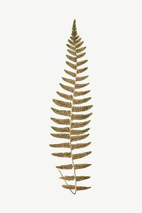 Fern leaf, vintage botanical clipart psd