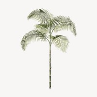 Palm tree drawing, tropical plant illustration