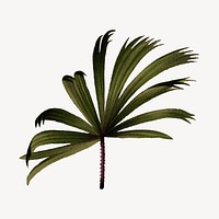 Mangrove fan palm leaf, vintage illustration