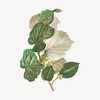 Vintage tilia rotundifolia plant drawing