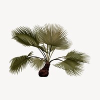 Palm tree drawing, tropical plant illustration