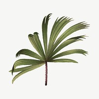 Palm leaf drawing, vintage tropical clipart psd