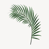 Vintage palm leaf drawing