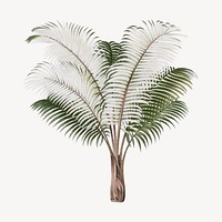 Palm tree drawing, tropical plant illustration