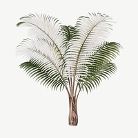 Palm tree drawing, tropical clipart psd