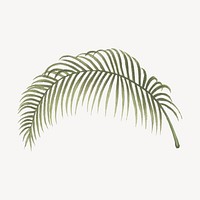 Palm leaf drawing, tropical illustration