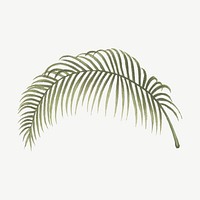 Vintage palm leaf clipart psd