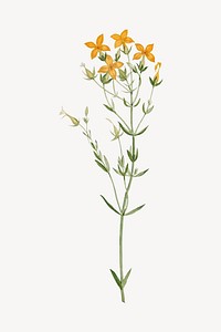 Vintage yellow flower drawing, kalanchoe spathulata illustration