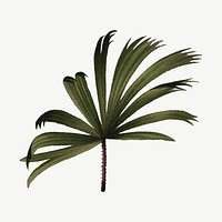 Mangrove fan palm leaf drawing, vintage tropical clipart psd