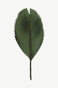 Vintage palm leaf clipart psd