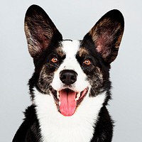 Cute Cardigan Welsh Corgi dog photo