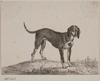 Wekop;from Chiens de chasse by Christian David Gebauer