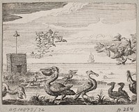 Pelicans   by unknown