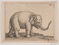 An elephant by Johanna Fosie