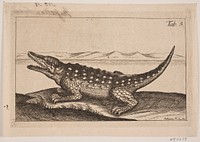 A crocodile