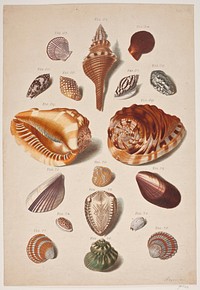 Illustration planche with conch shells