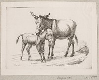 A donkey with her foal