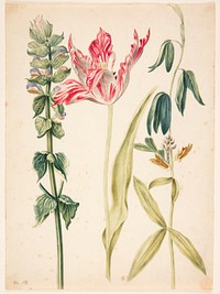 3 flowers, in the center a tulip by Maria Sibylla Merian