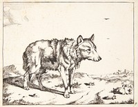 Wolf standing, facing right by Marcus de Bye