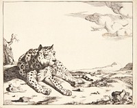 Lying leopard, front view by Marcus de Bye