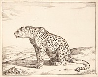 Seated dog leopard, facing left by Marcus de Bye