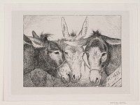 Three donkey heads by Den Danske Radeerforening