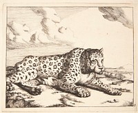 Reclining leopard, facing right by Marcus de Bye