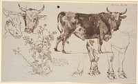 Study magazine from Vognserup.TVtwo cow's heads, below a sable.Center to right a standing bull, below studies of its legs by Johan Thomas Lundbye