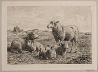 Sheep and lambs in the field