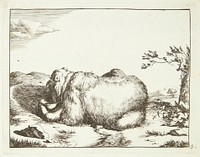 Lying bear, seen in profile, drinking from a bowl by Marcus de Bye