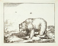 Bear standing, facing left by Marcus de Bye