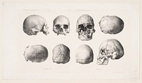 Various human skulls by Carl Christian Larsen Cordts