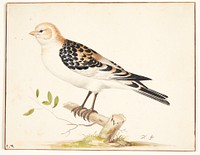 A snow sparrow (plectrophenax nivalis) by Pieter Holsteijn